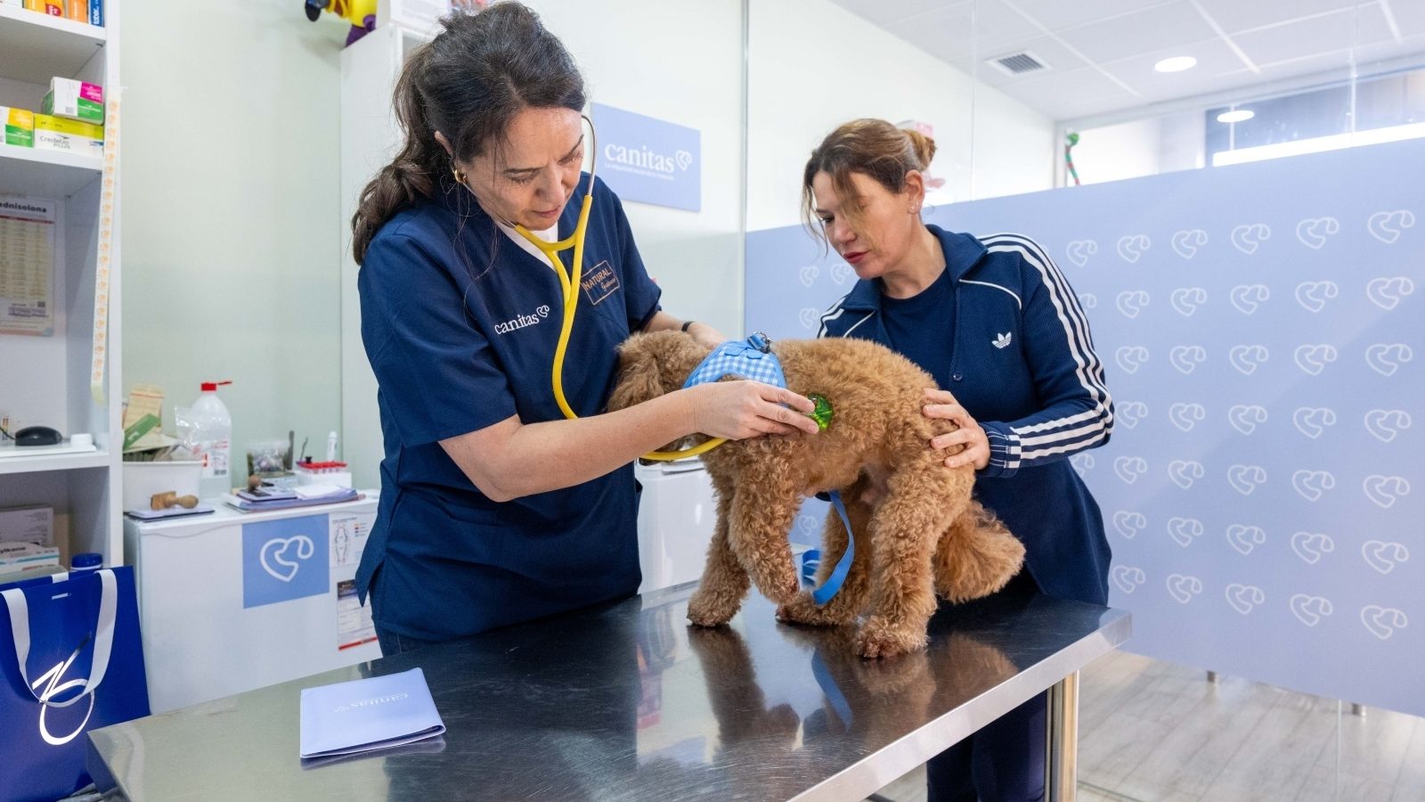 La “seguridad social” de las mascotas abre consulta en Príncipe Pío