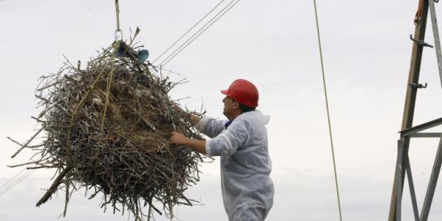 Retiran 146 nidos de Barajas para evitar riesgos a los aviones