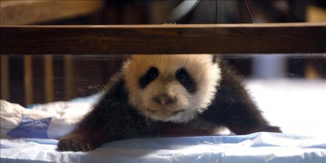 La cría de oso panda del Zoo de Madrid se llamará Xing Bao