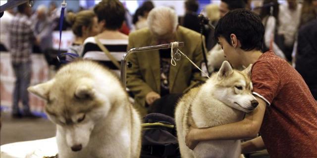 La feria '100X100 Mascota' acoge exposiciones felinas y exhibiciones de "perros héroes"