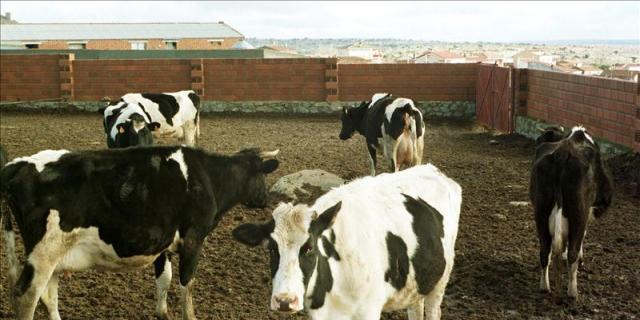 Cae una red que robaba ganado para venderlo de forma irregular