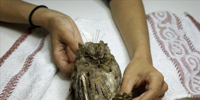 Las aves rapaces jóvenes se entrenan en Madrid