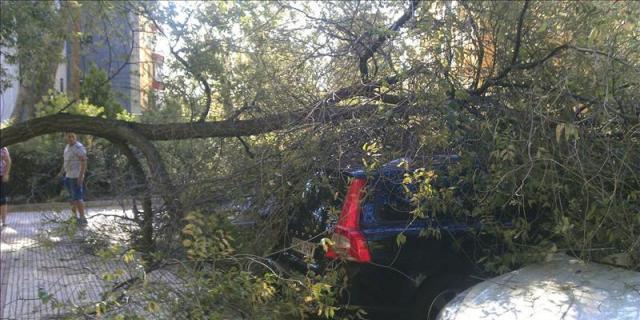 Cae otro árbol en Madrid y causa daños a cuatro coches