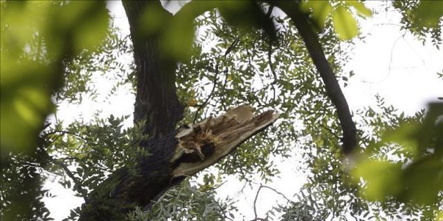 Cae otra rama en el parque de El Retiro, sin causar heridos