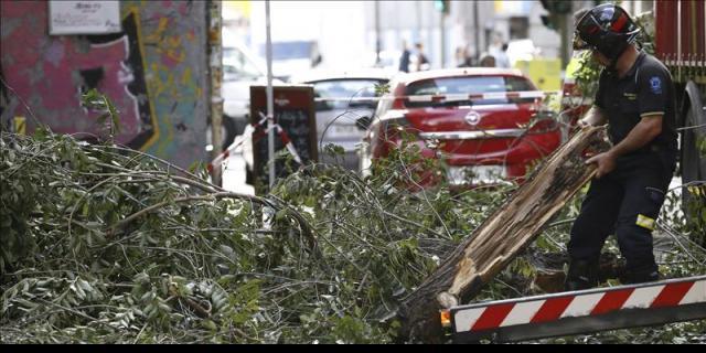 El PSOE denuncia el "mal estado" de conservación de 7.000 árboles en Centro