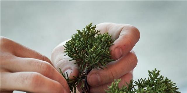 Una exposición y un concurso nacional de bonsáis clausuran el Año Dual Japón-España