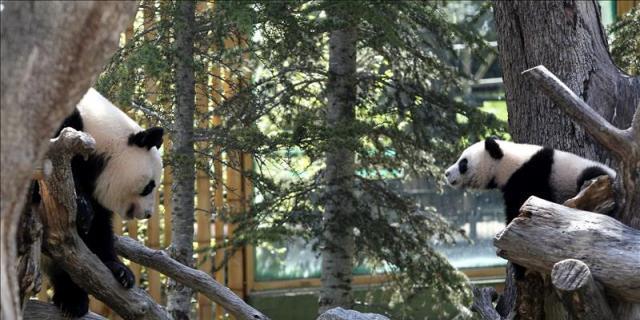 Más de 4.000 animales de 500 especies conviven en el Zoo de Madrid