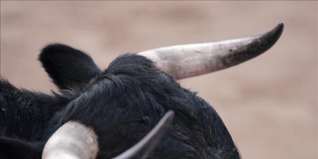 La Comunidad de Madrid formará a los ayuntamientos en prevenir el maltrato a los toros