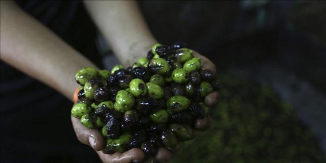 El aceite de oliva protege contra el cáncer de mama