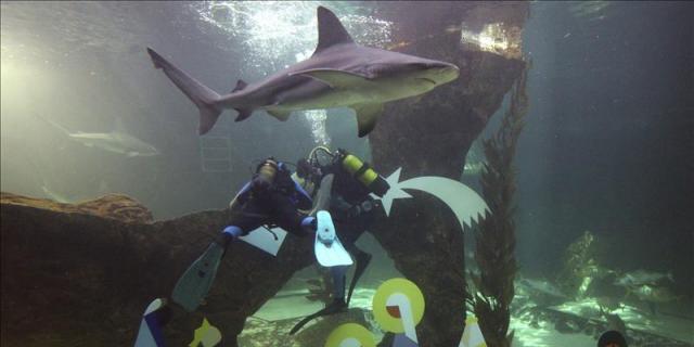 El Zoo de Madrid coloca su tradicional Belén acuático