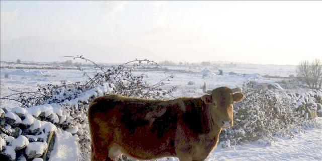 La venta de carne de Guadarrama recaudó más de 6 millones de euros en 2015
