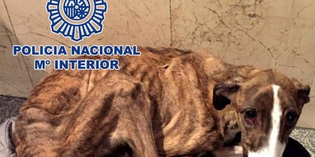 Detenido por abandonar a una galga malherida y malnutrida en Usera