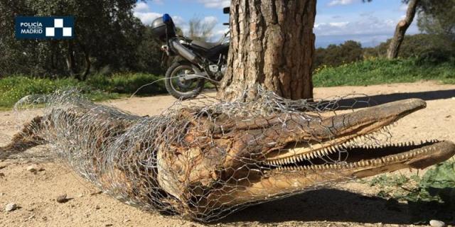 Hallan un delfín muerto en mitad de la Casa de Campo