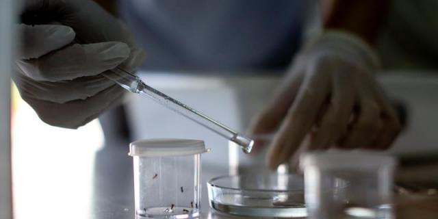 Ascienden a 11 las embarazadas diagnosticadas de Zika en España Ascienden a 11 las embarazadas diagnosticadas de Zika en España