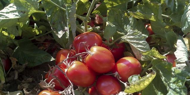 De ingredientes locales a universales gracias al Galeón de Manila