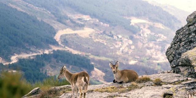 Cabras monteses del Parque de Guadarrama repoblarán el Pirineo francés