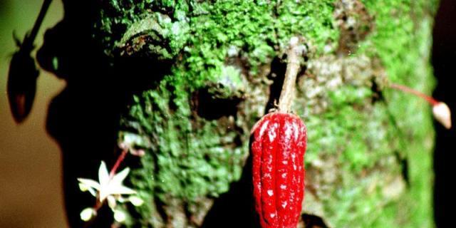 Las plantas que embelesaron, o atontaron, a Cervantes