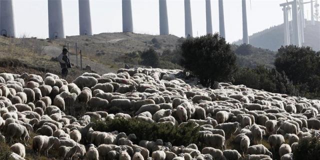 Colmenar Viejo homenajea a los antiguos pastores en su II Jornada de Pastoreo