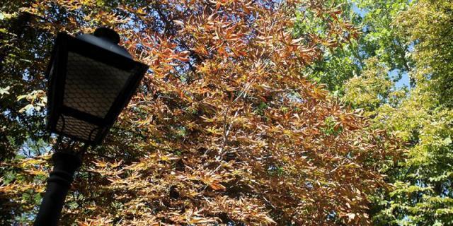 San Sebastián de los Reyes amplía sus parques con 800 árboles y 1.500 plantas