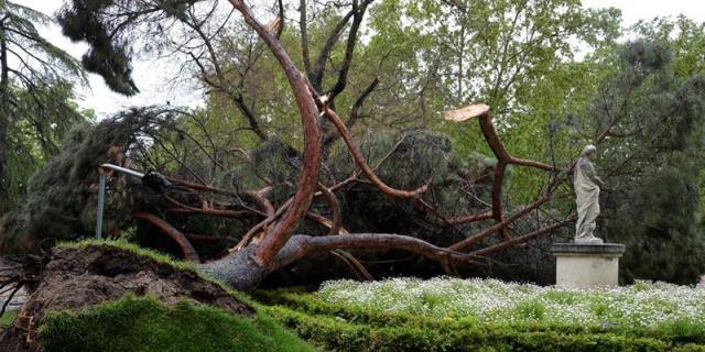 Cae un gran pino en el Retiro sin causar daños