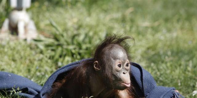 Nace una cría de orangután de Borneo en el Zoo de Madrid