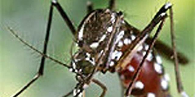 Algunos trucos para librarse de las picaduras de los mosquitos