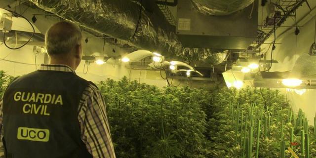 La &quot;trastienda&quot; de los fumaderos de marihuana