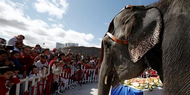 Los veterinarios piden prohibir los animales en los circos de la Comunidad