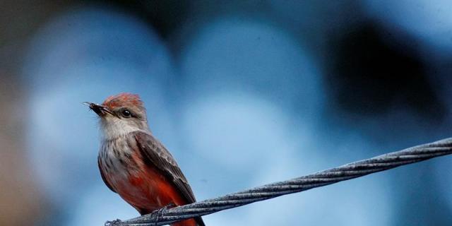Las aves dejan de comer cuando hay exceso de ruido