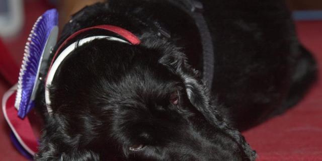 Terapia con animales para víctimas de violencia machista en Getafe