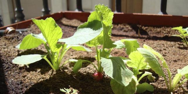 La Comunidad de Madrid fomenta el emprendimiento en la agricultura ecológica sostenible