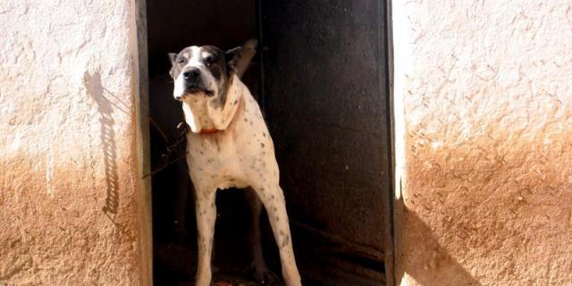 Las mascotas acogidas por el Ayuntamiento encuentran hogar por internet