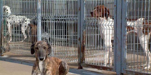Los madrileños ya adoptan más mascotas de las que se abandonan