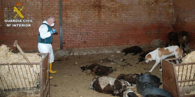 Abren diligencias a un ganadero por abandonar a varias ovejas