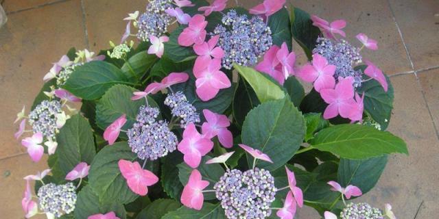 Pozuelo cuida las plantas de los vecinos durante el periodo vacacional