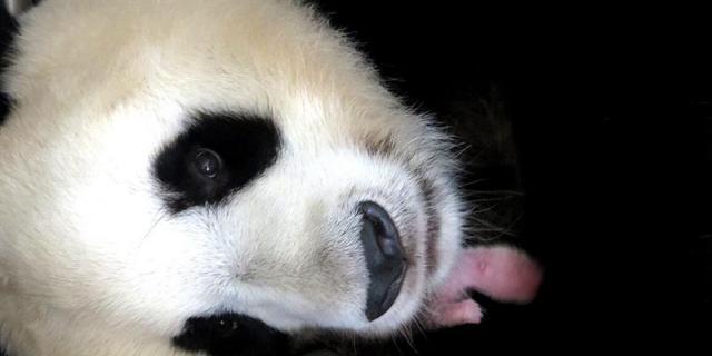Nace un hembra de oso panda gigante en el zoo de Madrid