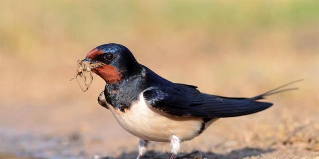 Campaña de concienciación para proteger la avifauna