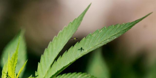 Intervenida una plantación de marihuana valorada en 6.000 euros