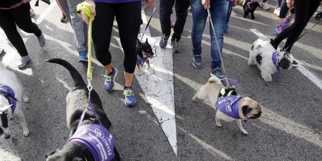 Miles de personas y canes corren por la adopción animal en el Perrotón 2016