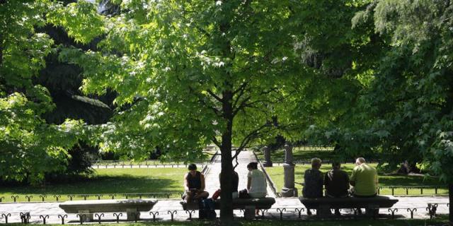 La clonación de árboles singulares perpetúa el patrimonio natural de Madrid