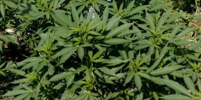 La Policía lanza una ofensiva contra el cultivo y la venta de marihuana en Madrid