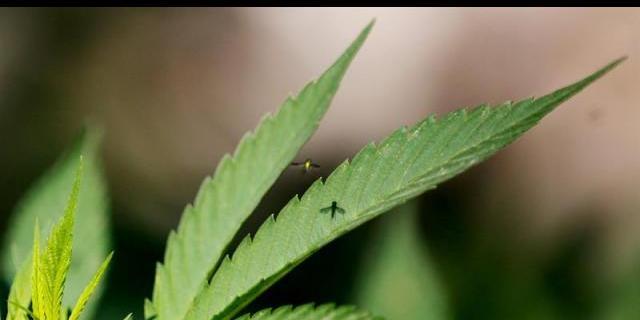 Intervenidas más de 17.000 plantas de marihuana a una red dirigida por chinos