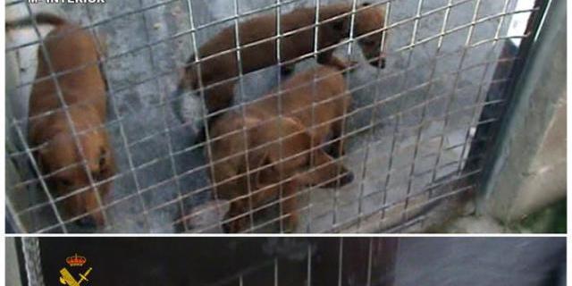 Desmantelados dos criaderos ilegales con 158 perros en Madrid