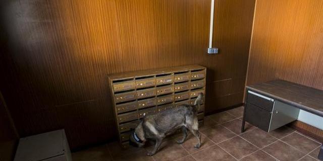 Los 550 perros que velan por nuestra seguridad contra las nuevas amenazas