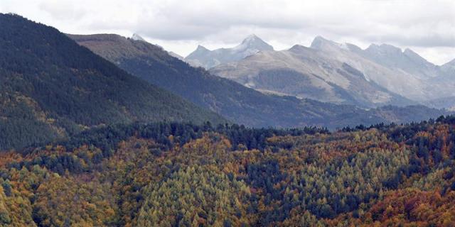 El cambio climático reducirá el crecimiento de los bosques ibéricos