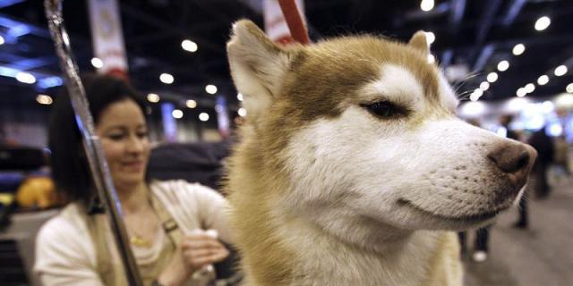 Perros en residencias y hospitales para ayudar en las terapias