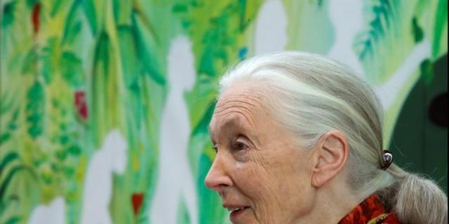 Un compositor madrileño pone música a la institución de Jane Goodall