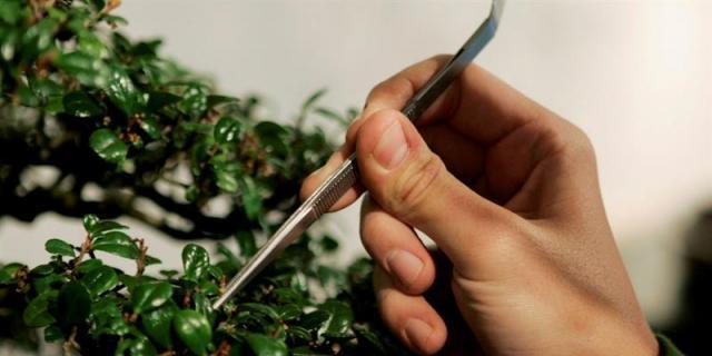 El director del Museo del Bonsái de Alcobendas gana un concurso europeo