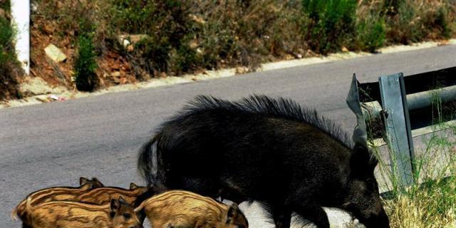 Aranjuez señaliza la carretera de Ontígola por los incidentes con jabalíes