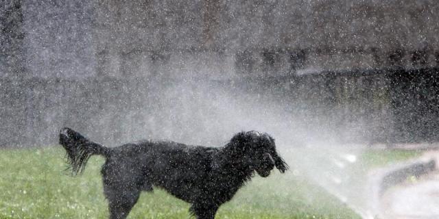 El 43 % de los vecinos de Alcobendas ven oportuno cobrar tasas a los dueños de perros